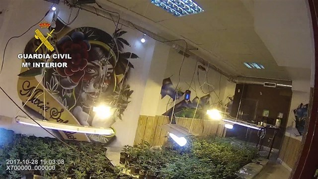 Marihuana-Plantage mit 1430 Pflanzen in Vecindario entdeckt Marihuana-Plantage mit 1430 Pflanzen in Vecindario entdeckt