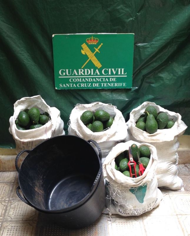 Avocado-Diebe auf La Palma – 2 Verdächtige Wiederholungstäter?