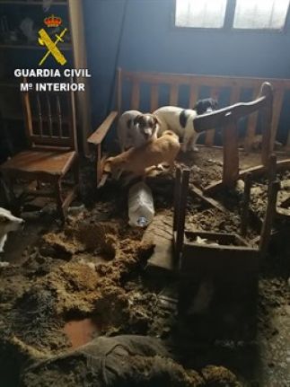 19 verwahrloste Hunde in Juan Grande befreit – Besitzerin in Psychatrie eingewiesen