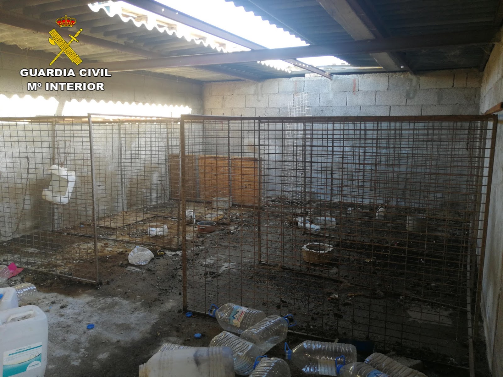 Sieben tote Hunde entdeckt – Tierquäler in Santa Lucia verhaftet