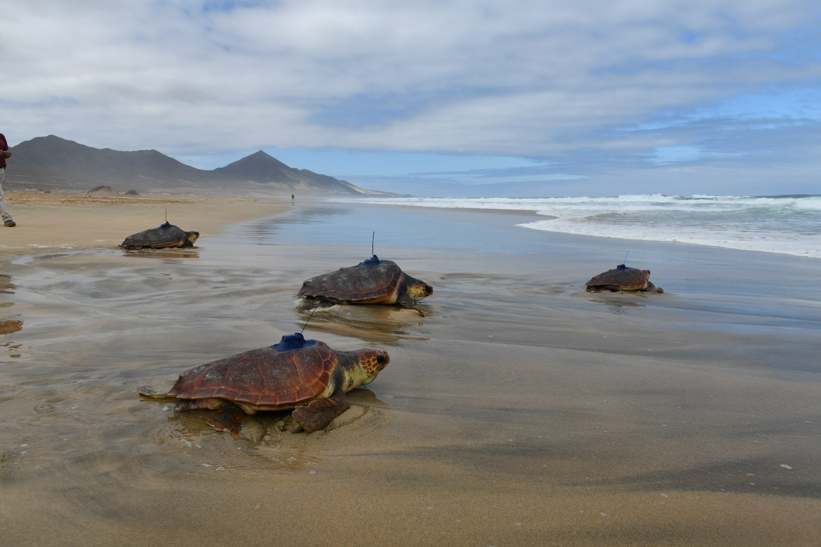 Karettschildkröten auf Fuerteventura mit Peilsender ins Meer entlassen