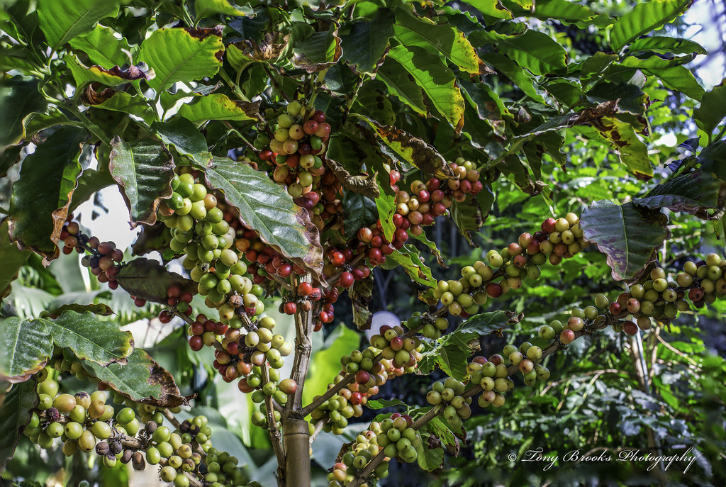 Kaffeeanbau in Agüimes auf Gran Canaria wächst