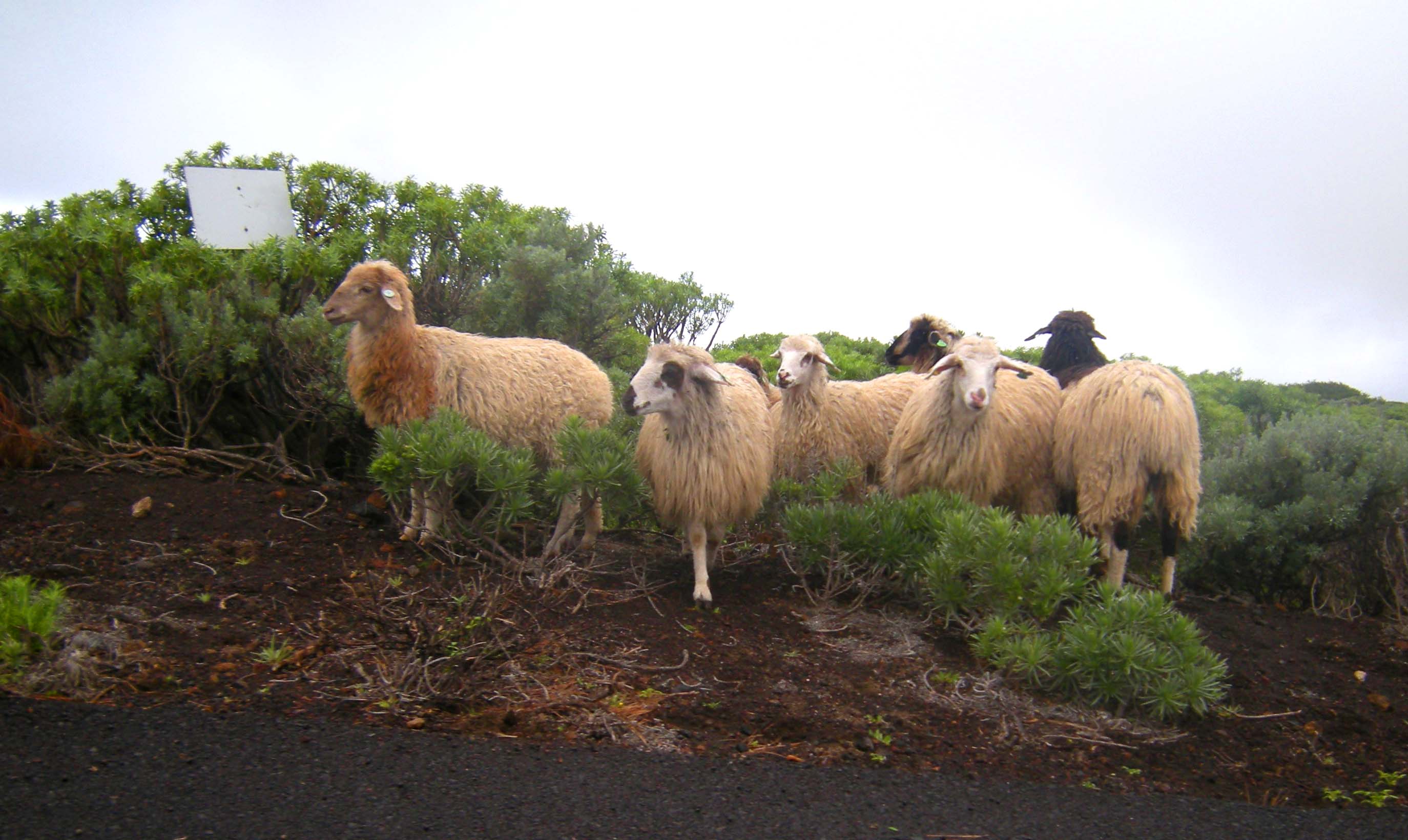 Schafe als Brandschutz auf Gran Canaria