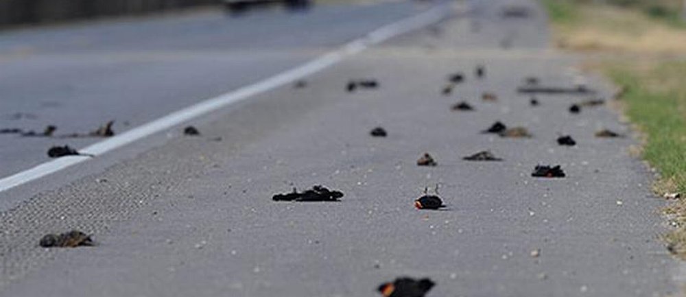 Zahl toter Vögel durch Straßenverkehr steigt auf Lanzarote