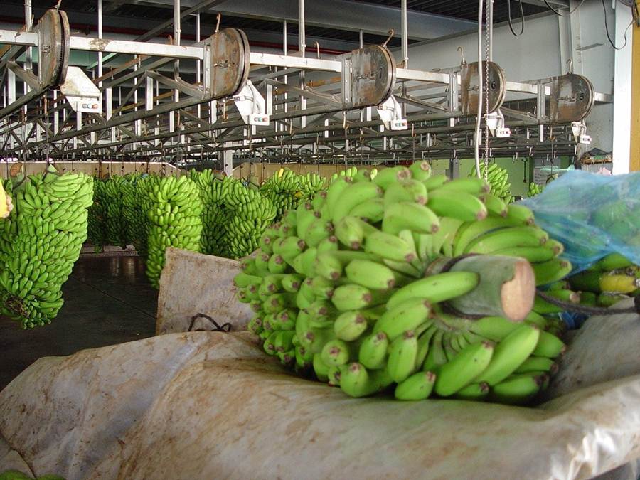 Bananen-Export wird nun mit 5 Millionen Euro von der Regierung subventioniert