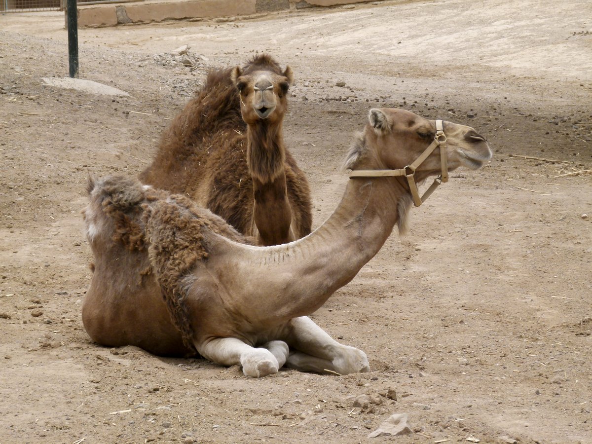 Oasis Park Fuerteventura will Kamelmilch abfüllen