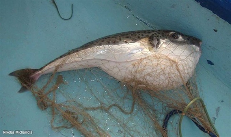 Kugelfische in kanarischen Gewässern entdeckt