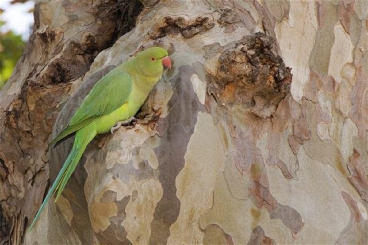 Invasive Papageien auf La Palma eliminiert