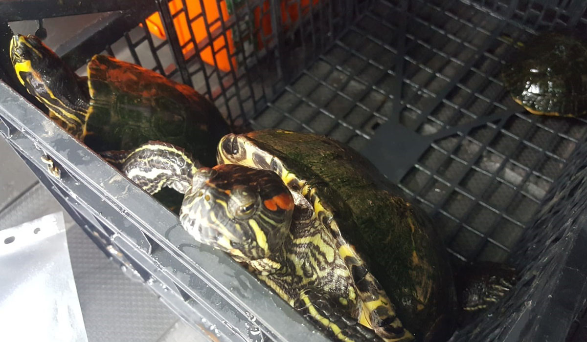 Invasive Schildkröten auf Teneriffa beschlagnahmt