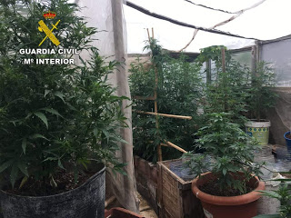 Marihuana-Plantage in El Puertillo entdeckt