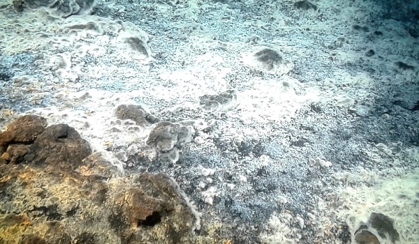 Thiolava Veneris – neues Bakterium am Unterwasservulkan Tagoro entdeckt