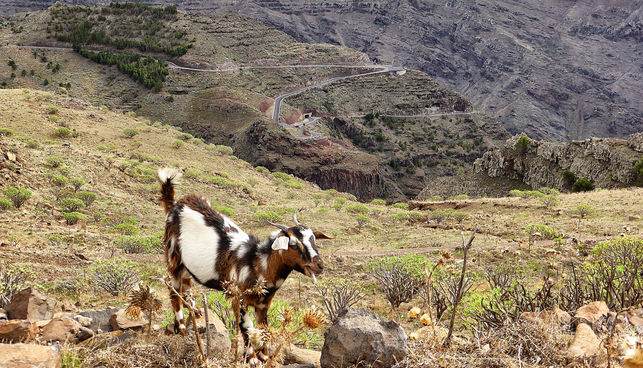 Ziegen brechen auf Gran Canaria gerne aus