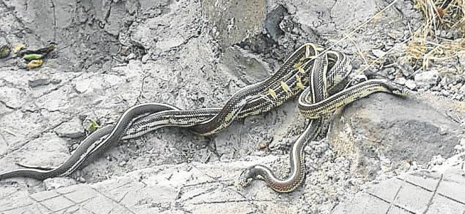 Schlangenplage in der Gemeinde Telde