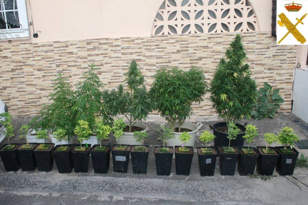 Marihuana-Plantage in Wohnung in San Miguel de Abona entdeckt