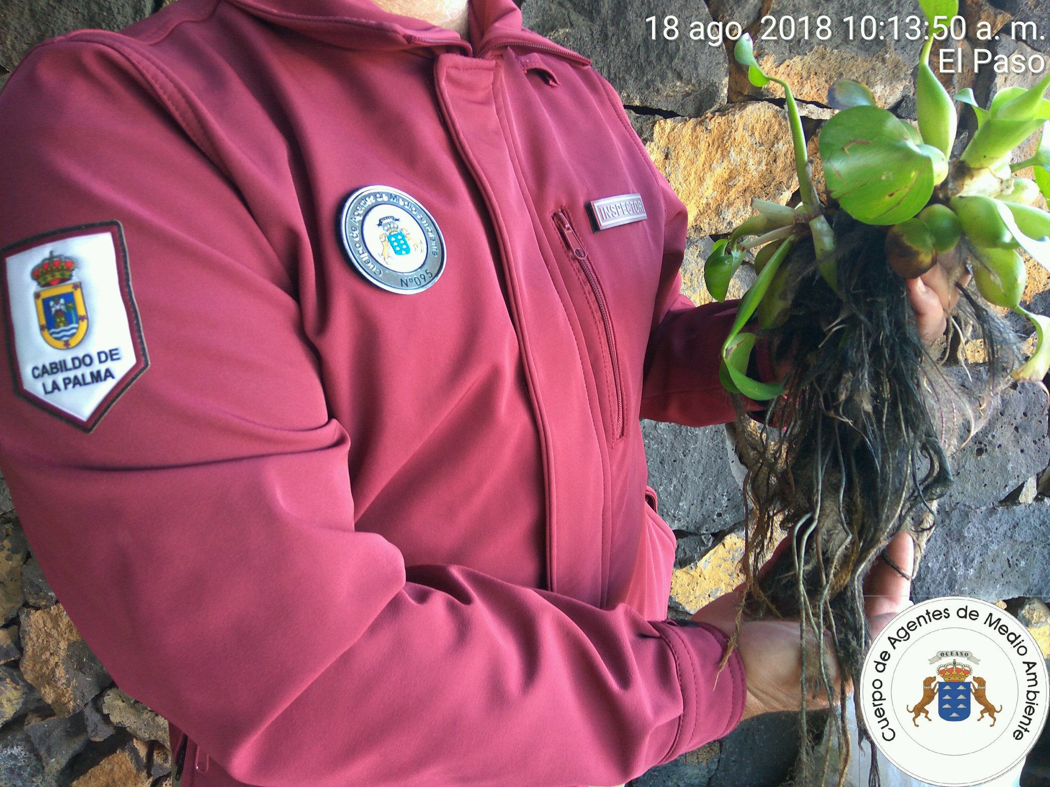 Invasive Wasserhyazinthe auf La Palma entdeckt