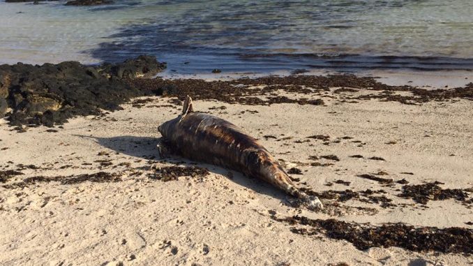Toter Delphin lag zwei Tage stinkend am Strand von El Cotillo