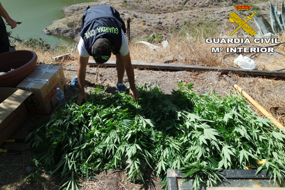 250 Marihuana-Pflanzen und illegal errichtetes Haus am Presa Soria entdeckt