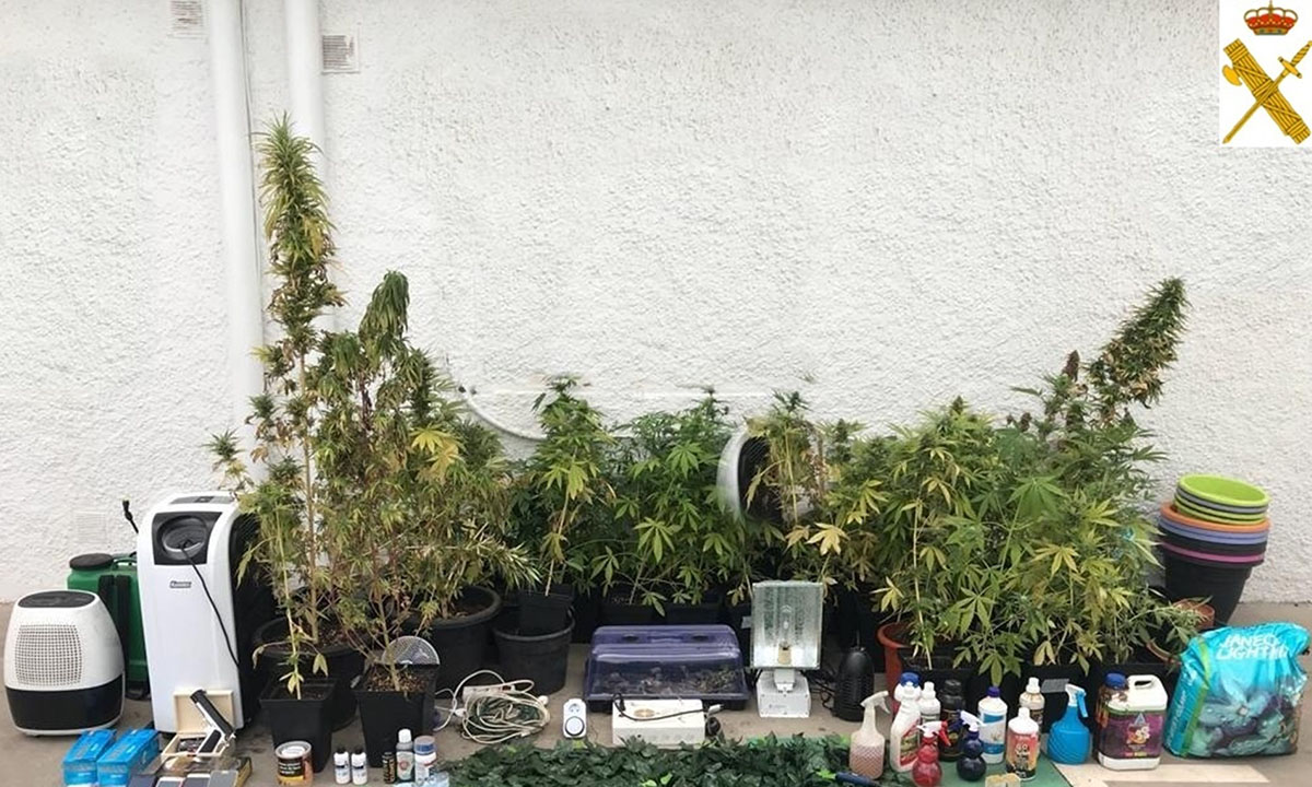 96 Marihuana-Pflanzen in einem Haus im Barranco Hondo entdeckt