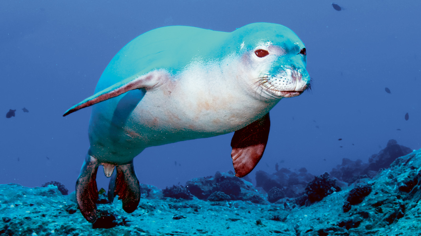 Ansiedelung der Mönchsrobbe auf Fuerteventura geplant