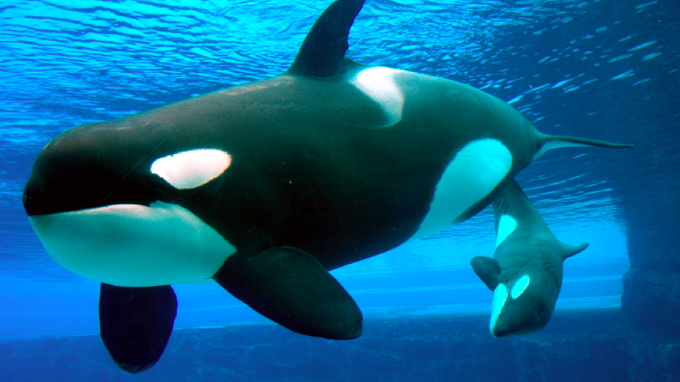 Orca “Morgan” hat im Loro Parque Jungtier zur Welt gebracht