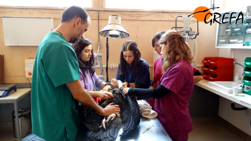 Tierrettung von Fuerteventura hat 2018 schon 158 Wildtiere gerettet