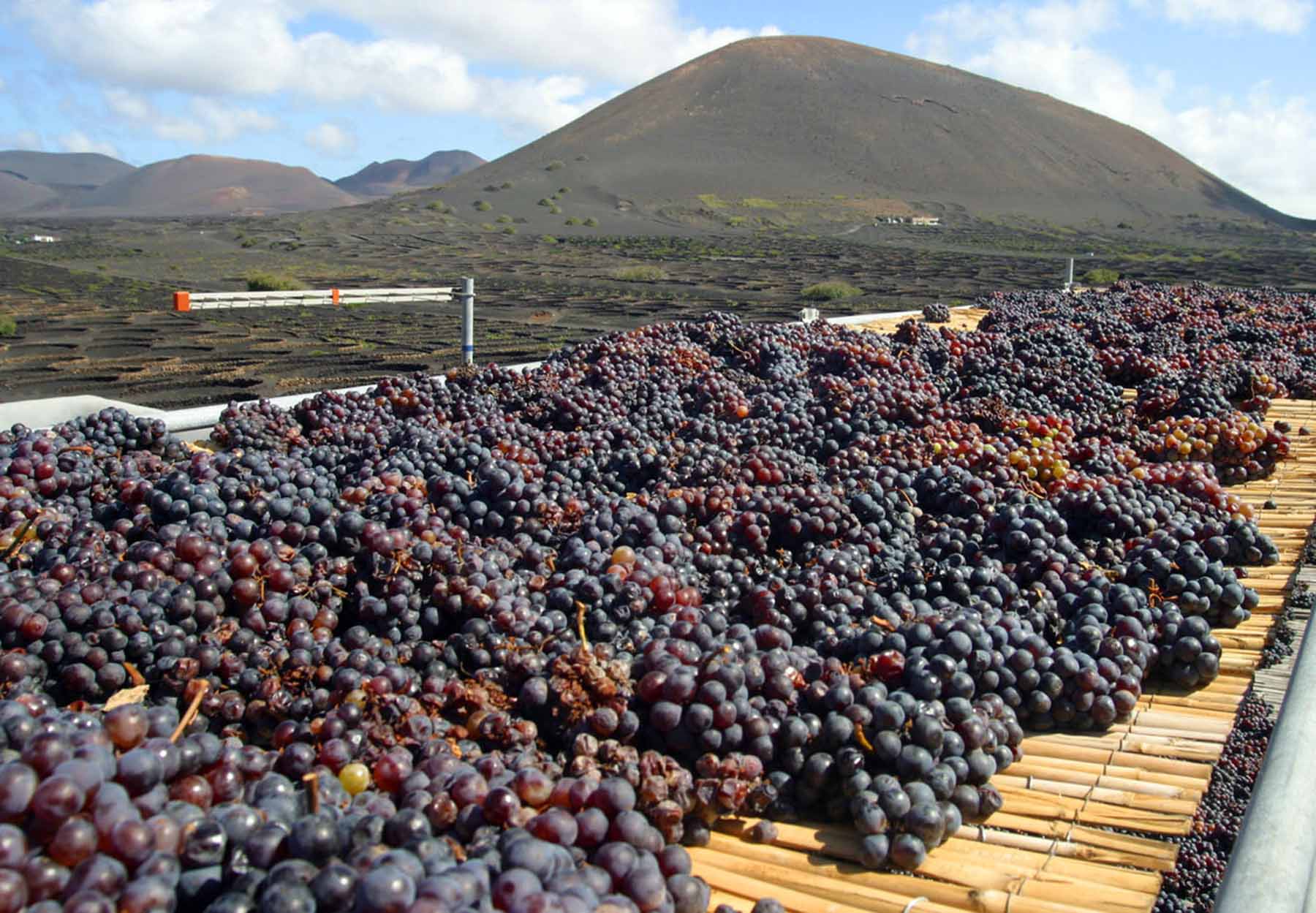 Hervorragende Weintraubenernte auf Lanzarote 2018