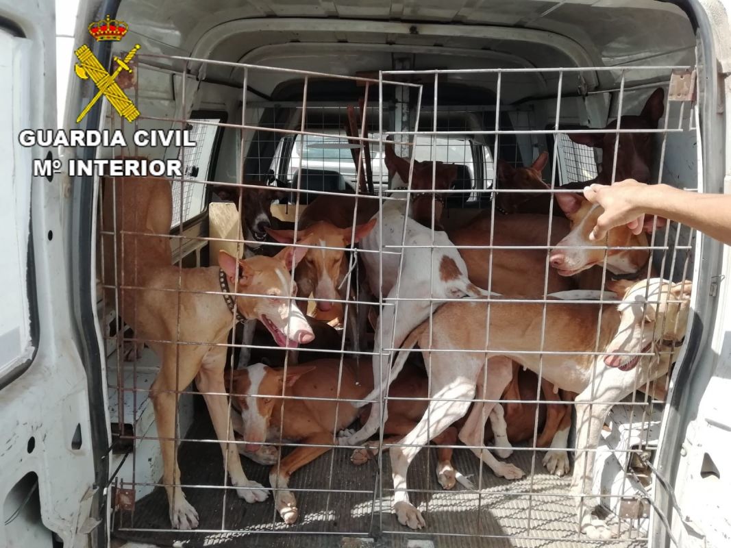 14 ausgewachsene Hunde in einem Lieferwagen transportiert