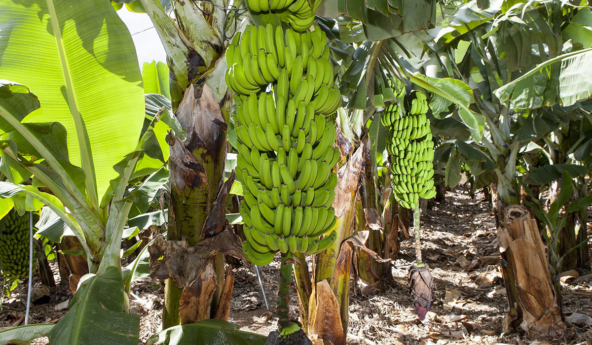 Forscher vermuten: Kanarische Bananen senken das Darmkrebsrisiko