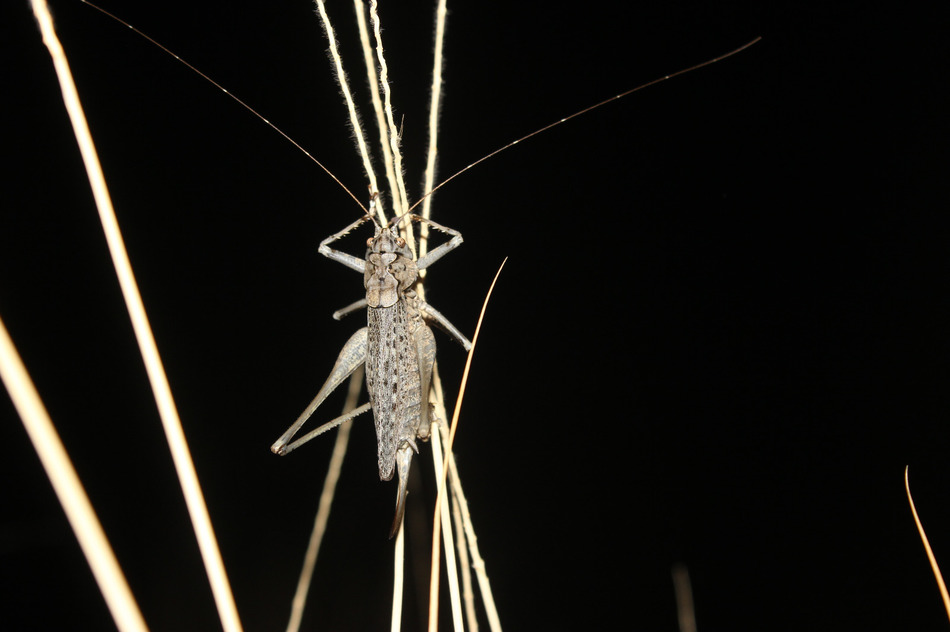 Ausgestorben geglaubte Heuschreckenart auf Gran Canaria wiederentdeckt
