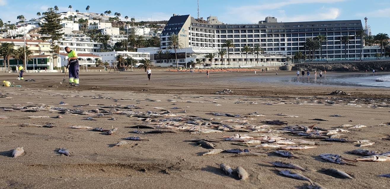 Tote Fische am Playa Las Burras in Maspalomas