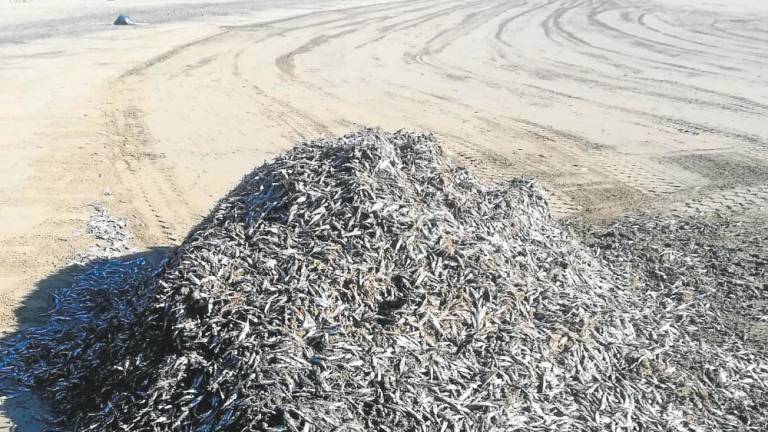 Erklärungsversuch für tonnenweise tote Schnepfenfische an den Stränden Gran Canarias