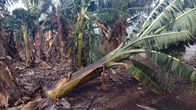 Sturm vernichtete im Dezember 2018 4 Millionen kg Bananen