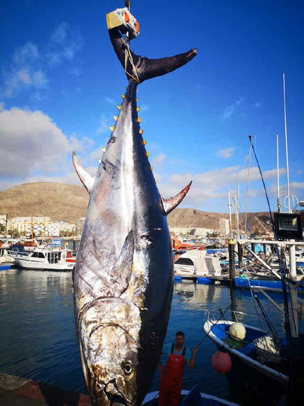 Thunfisch mit 434kg Gewicht gefangen