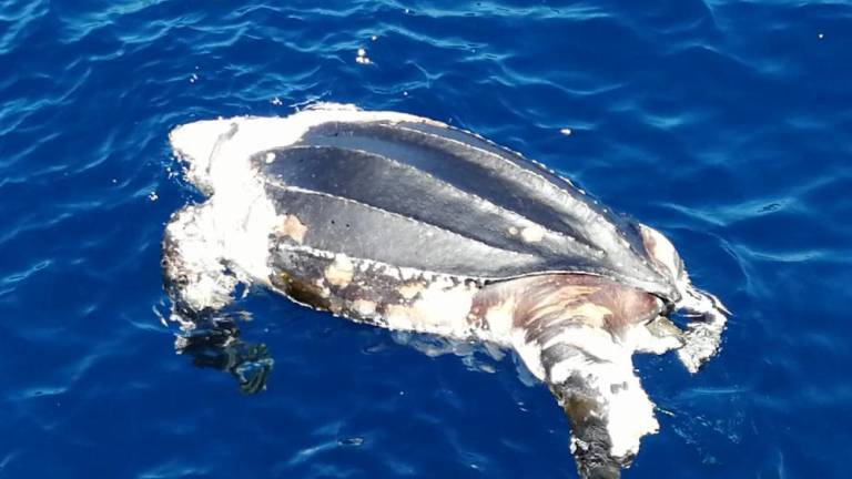 Tote Lederschildkröte vor Playa de Amadores entdeckt