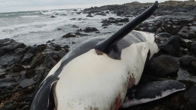Chemikalien-Abfälle im Meer stören Fortpflanzung der Wale