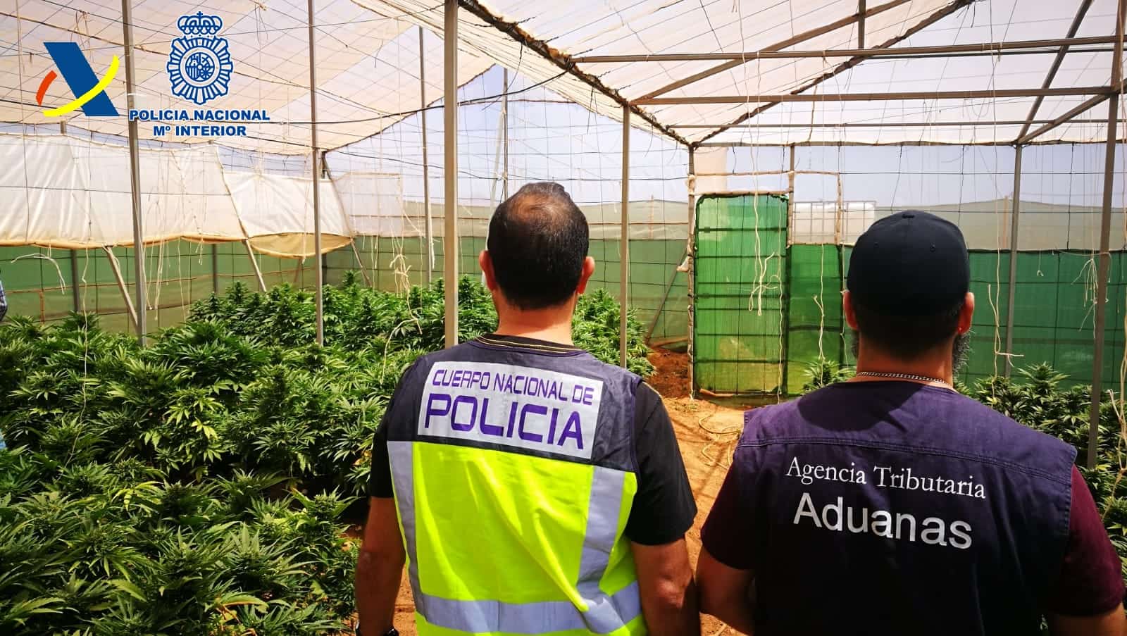 Marihuana-Plantage mit 499 Pflanzen auf Fuerteventura entdeckt