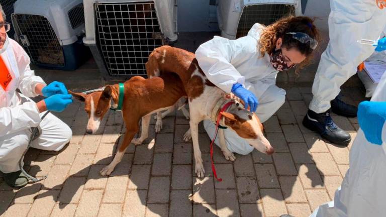 84 vernachlässigte Hunde auf Finca entdeckt