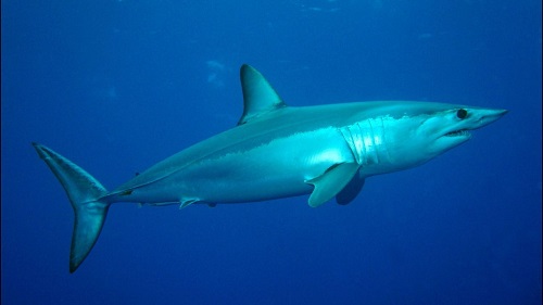 Jagd auf einen Mako-Hai an der Küste von Lanzarote