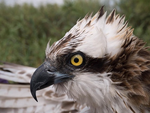 Der Kanarischer Fischadler ist vom Aussterben bedroht