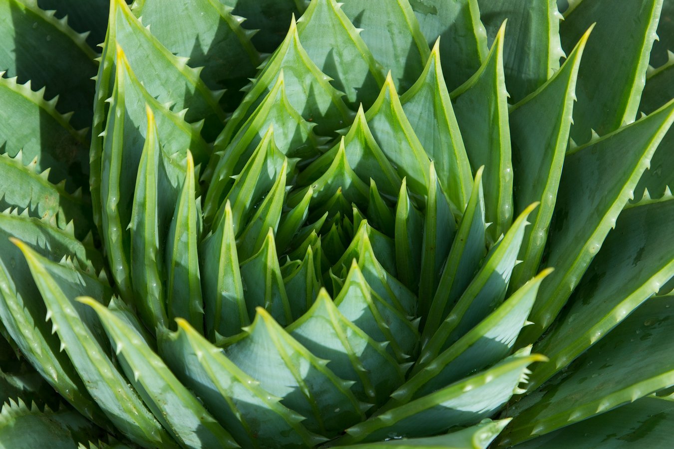 Abgeordneter fordert Schutz für kanarische Aloe Vera Produkte