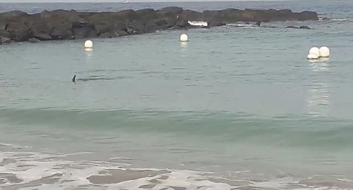 Verletzter Delfin schwimmt die Küste von Teneriffa entlang