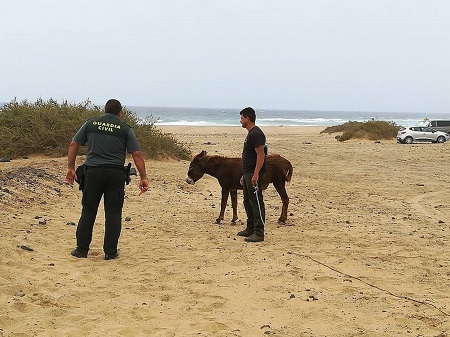 Verwilderte Majorero-Esel-Herde von der Polizei gerettet
