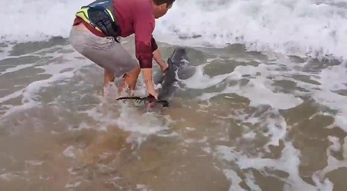 Kitesurfer retten Delfin bei El Cotillo