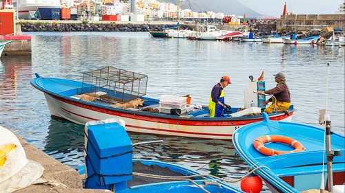 Fischereisektor hart getroffen mit dem Verbot den weißen Thunfisch zu fangen