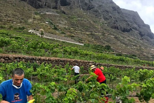 Erfolgreiches Ende der Weinlese auf Gran Canaria