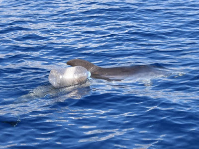 Aufregende Delfinrettung vor Teneriffa