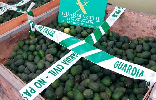 ​6 Tonnen Avocados in Güímar gestohlen