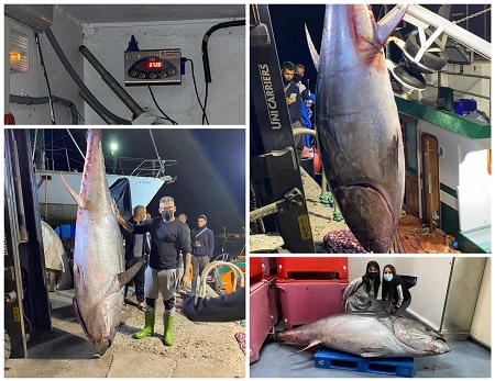 Zwei Thunfische mit über 700 Kg vor Gran Canaria gefangen