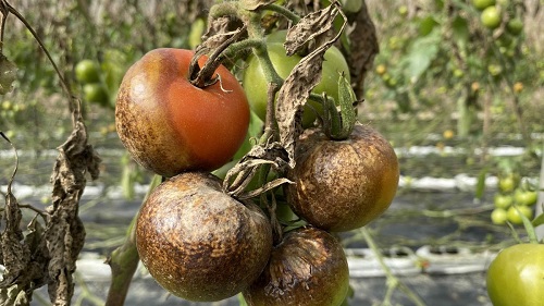 Tomatenproduzenten besorgt wegen Mehltau und Umsatzrückgang
