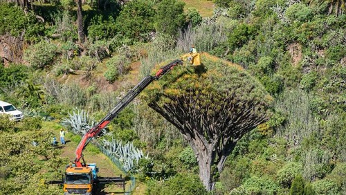 Der größte Drachenbaum auf Gran Canaria ist gerettet